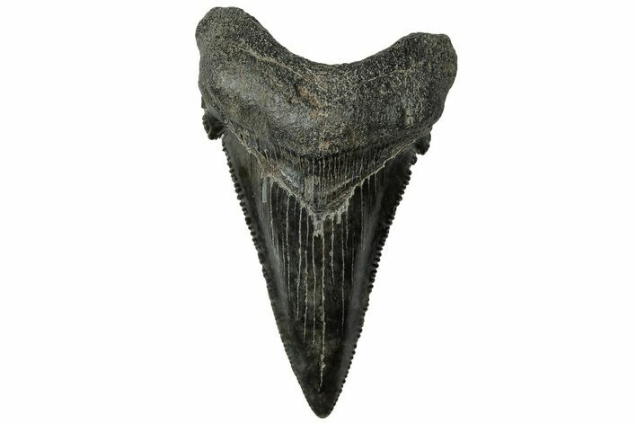 Serrated Angustidens Tooth - Megalodon Ancestor #313798